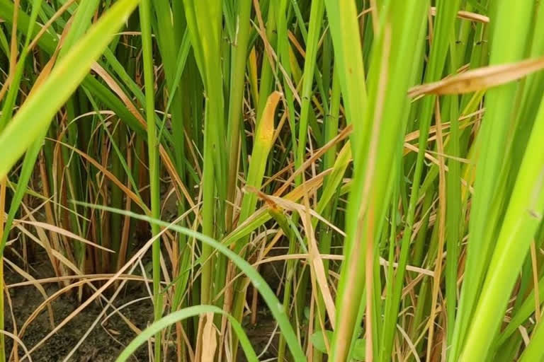 paddy crop spoiled