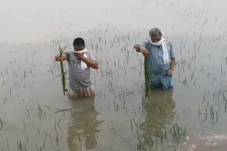 rain water inundates crops of Nathal Wala farmers