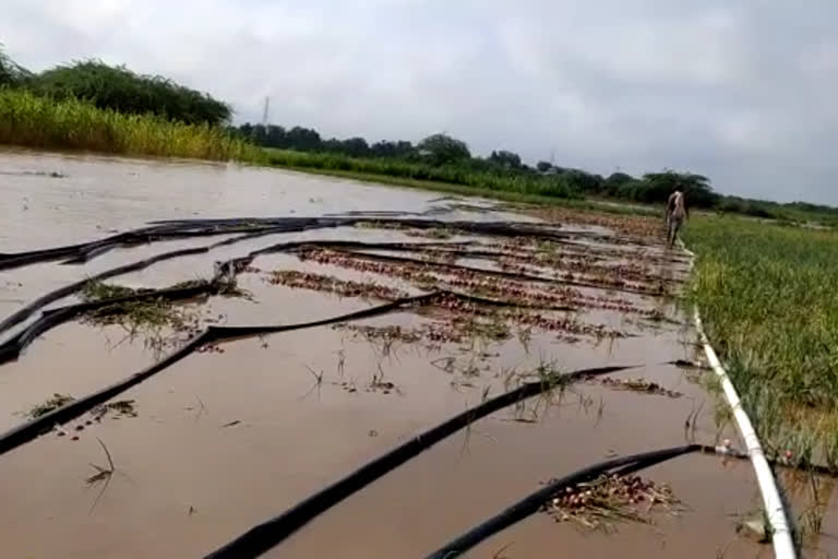 Kumbhadroorna rains in Chitradurga onion crop Destroy