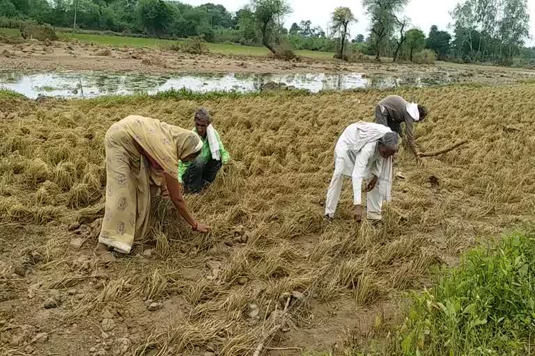 Flood destroyed the crop