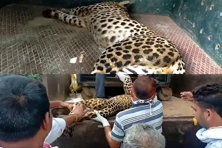 सवाईमाधोपुर में पैंथर, panther in sawai madhopur