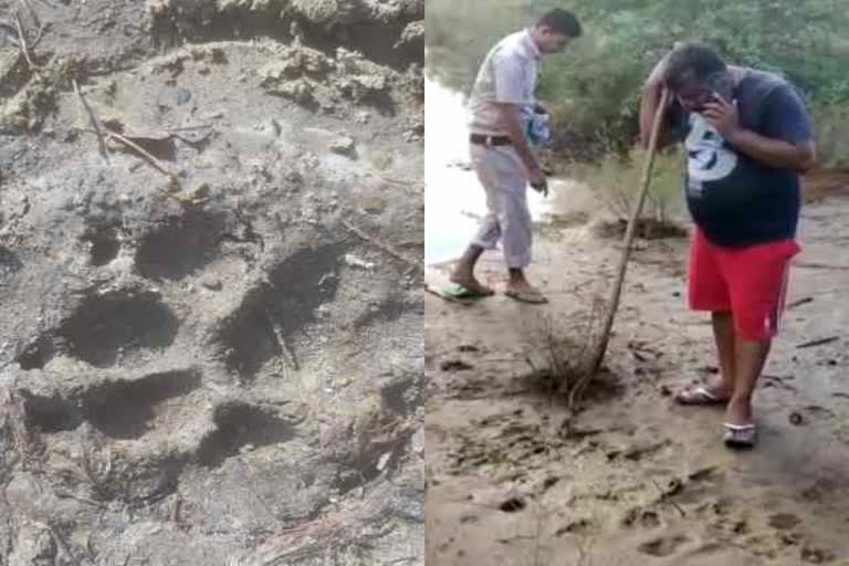 Lion in bharatpur,  Lion sighting rumor,  Lion sighting rumor in bharatpur