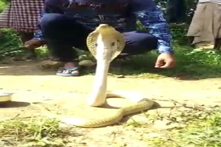 The 6-foot-tall Champa snake was rescued