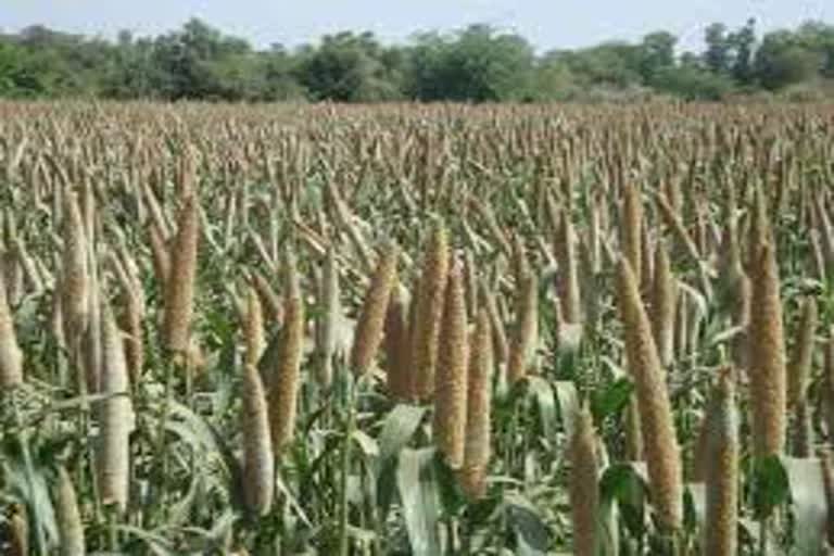More than 1500 officers will validate statistics of millet crop in Haryana