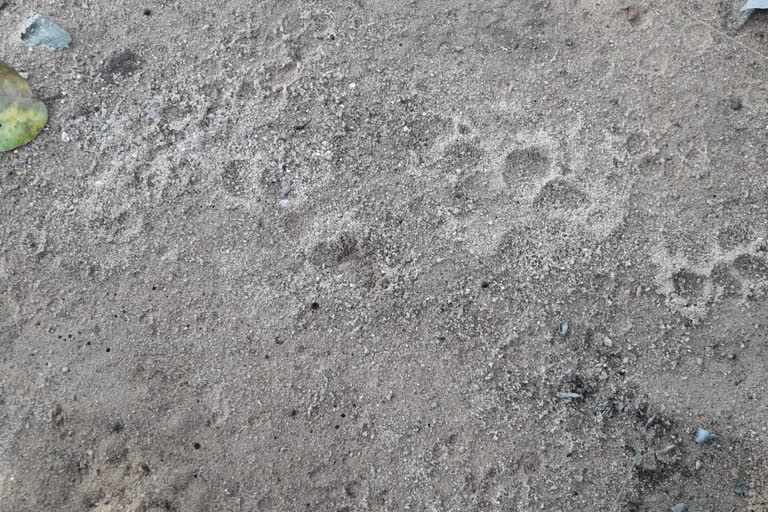 leopard in ramgarh forest in surguja