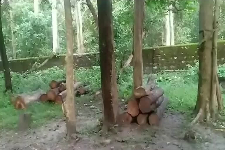 wood