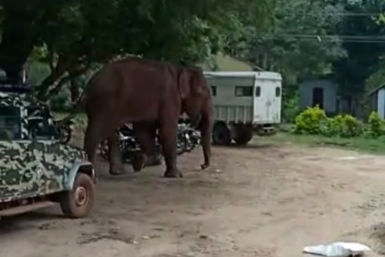 அதிரடிபடை வீரர்கள் முகாமுக்குள் நுழைந்த மக்னா யானை