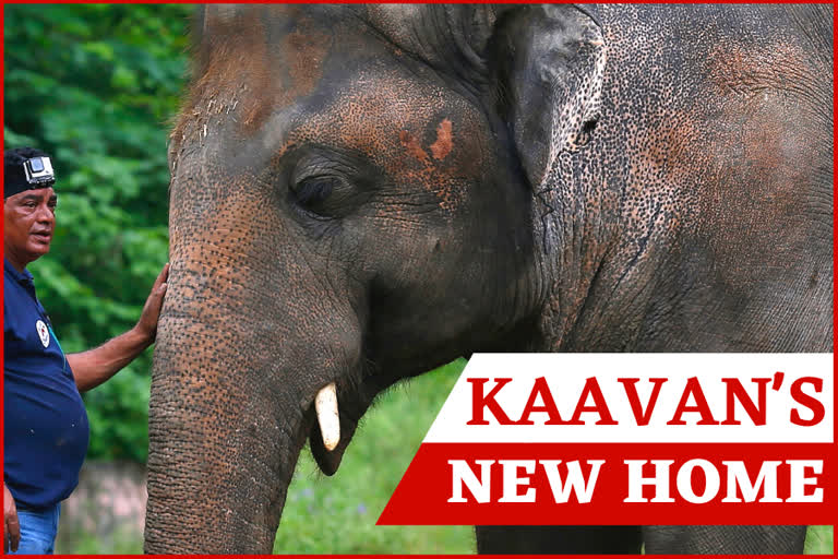 alone elephant kaavan