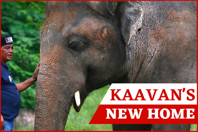 Kaavan