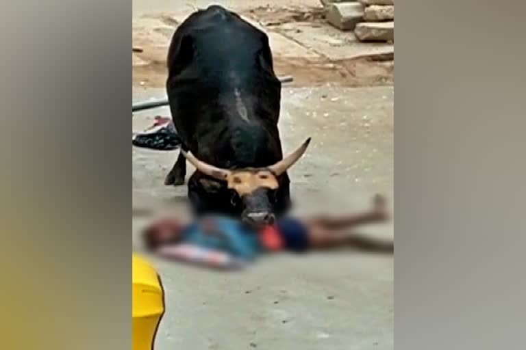 Bull Attack in Bengaluru