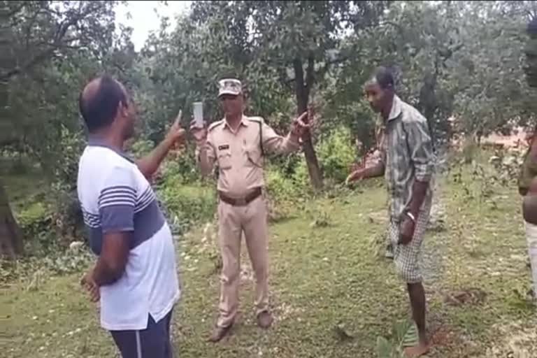 sesame-farming-by-encroaching-in-the-forest-of-surajpur