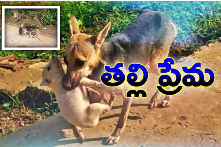 mother dog saved her puppies at veeravalli