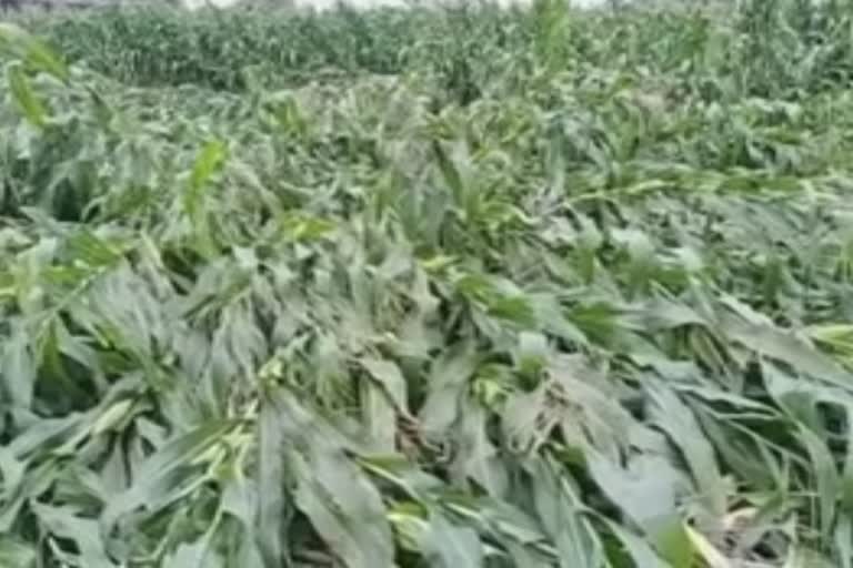 damage of maize