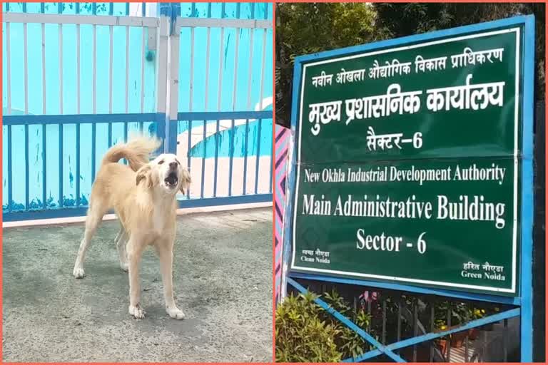 Terror of stray dogs is increasing in Noida