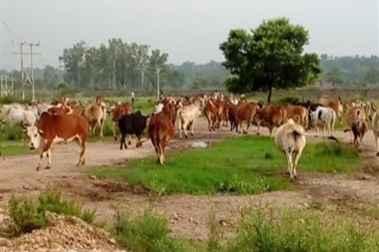 destitute cattle damage crops