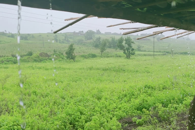 Pratapgarh news,  rajasthan news,  etvbharat news,  प्रतापगढ़ का मौसम,  प्रतापगढ़ में बारिश,  rain in Pratapgarh,  प्रतापगढ़ में छाई धुंध,  Fog in Pratapgarh