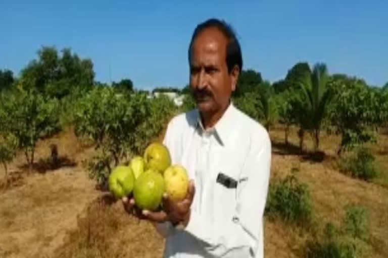 Retired Employ Doing Organic Farming And gets Profits In Narayanapet District