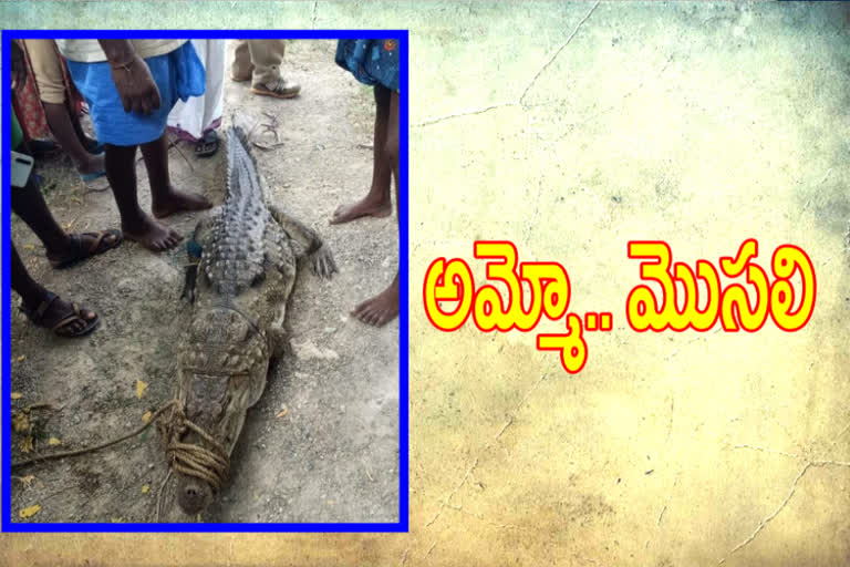 crocodile in thondipi pond