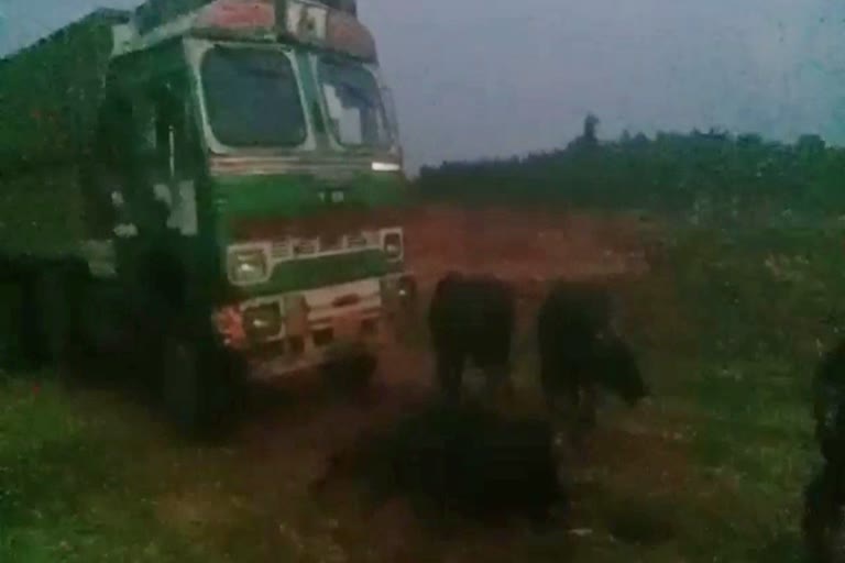 truck transporting cattle