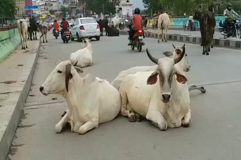 All cities will be free from stray animals in haryana says op yadav