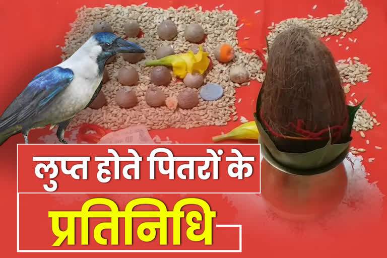 श्राद्ध पक्ष में कौवों का महत्व,  Importance of Crows in Shraddha Paksha,  Crows are fading from Jaipur