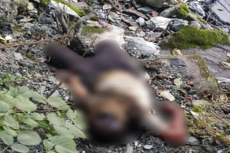 dead body found near jari