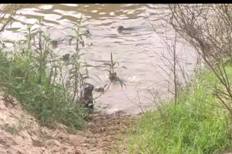 Water Dogs