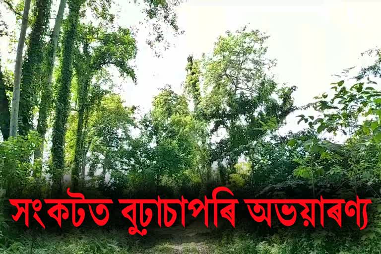 erosion threat to burhachapori sanctuary nagaon assam etv bharat news