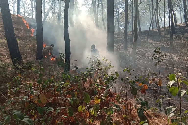 कोरोना काल में नहीं सुलगे जंगल