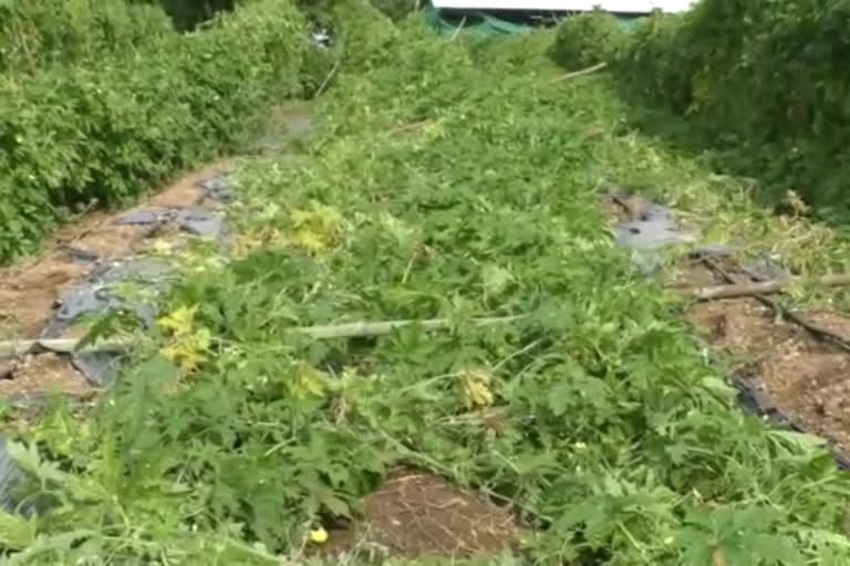 farmer worry due to heavy rain in pune district villeges