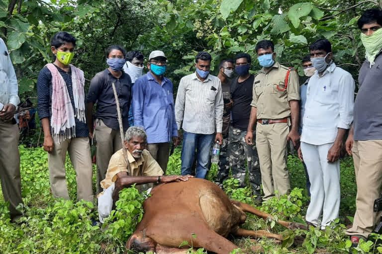 cow died in tiger attack in macchupeta