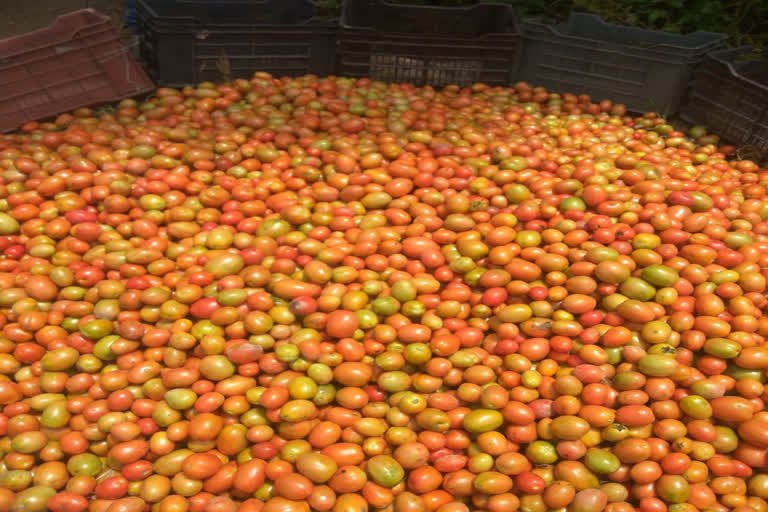 Tomato Farming in mandi