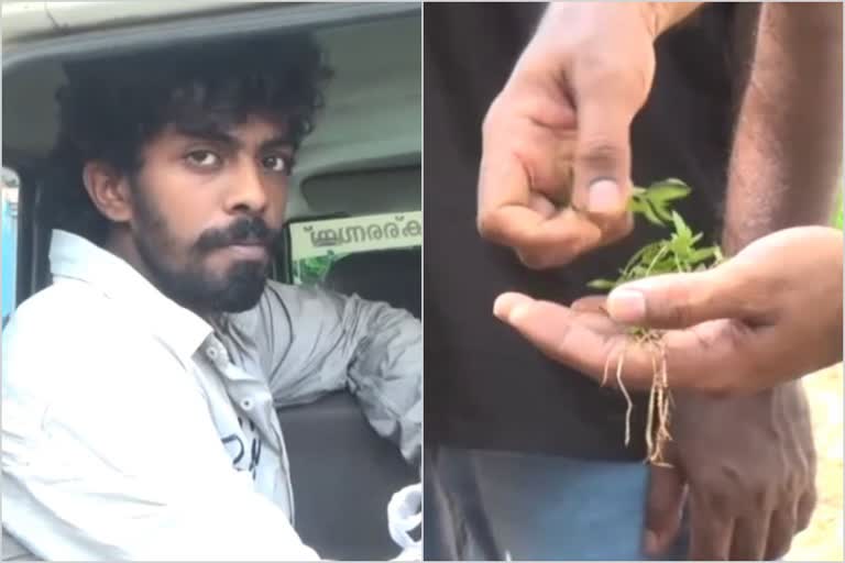 ganja shornur home  ganja seized palakkad  ganja  കഞ്ചാവ് ചെടി  കഞ്ചാവ് ചെടികൾ വീട്ടില്‍  കഞ്ചാവ് പിടികൂടി