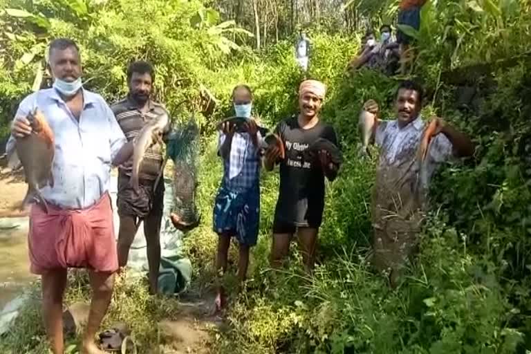 Fish cultivation kothamangalam  ജനകീയ മത്സ്യകൃഷി വിളവെടുപ്പ്  കോതമംഗലം വാർത്തകൾ  Pisciculture kerala