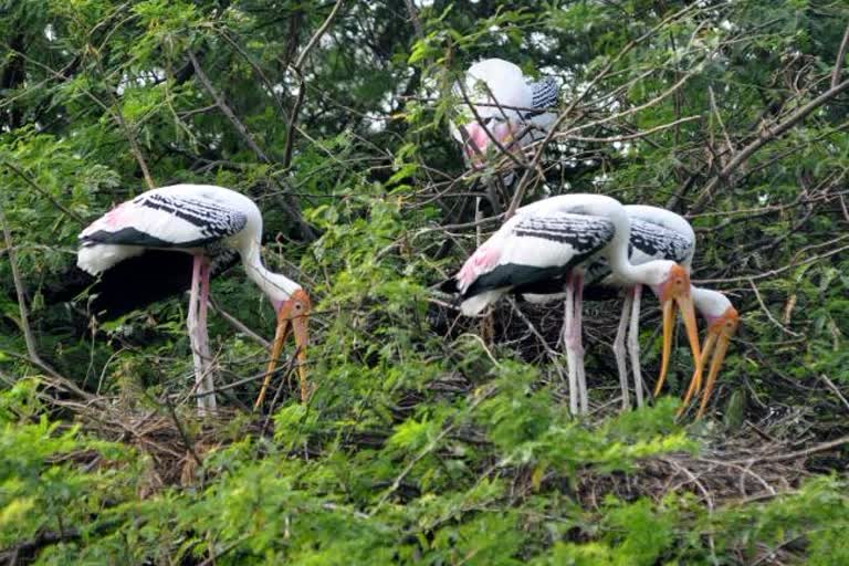 painted stork birds arrive delhi zoo from himachal during corona