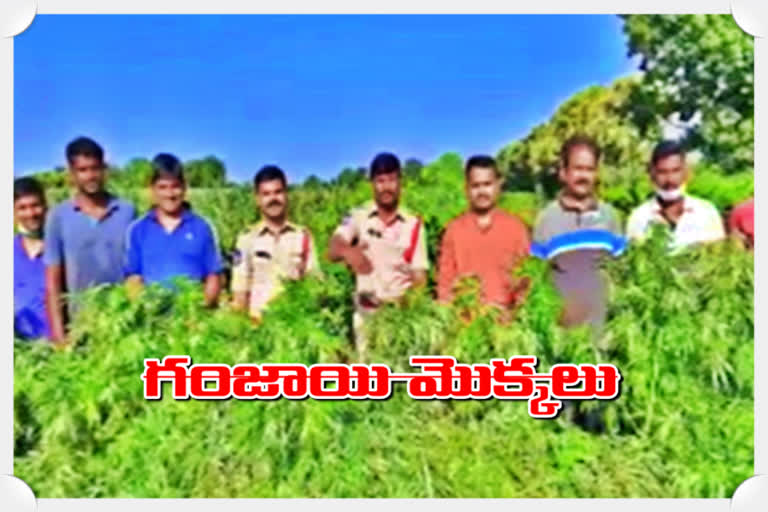 cannabis trees destroyed at hugelli village in sangareddy district