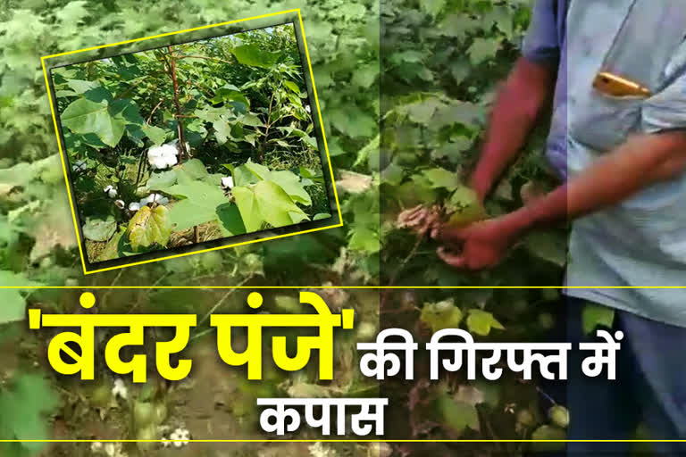 भरतपुर में कपास की खेती, Cotton farming in Bharatpur