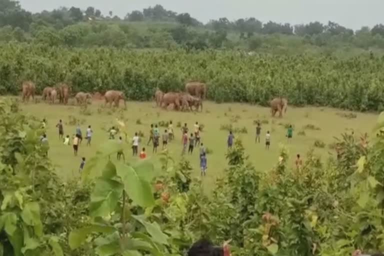 Twenty two elephants entered into the Champua range