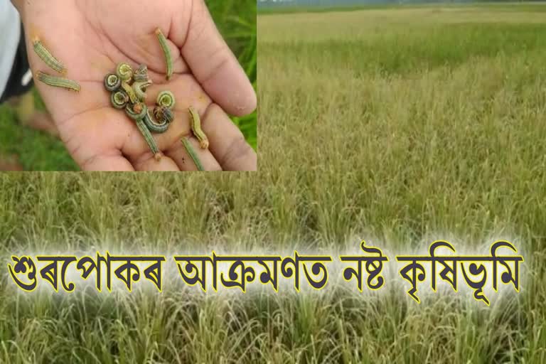 শুৰপোকৰ আক্ৰমণত নষ্ট বিঘাই বিঘাই সেউজীয়া কৃষিভূমি