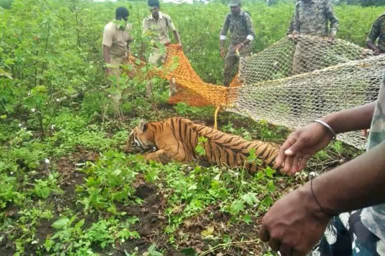 Tiger caught in Mysore