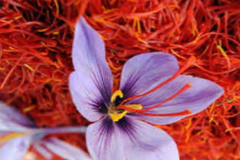 saffron-cultivation in uttrakhand