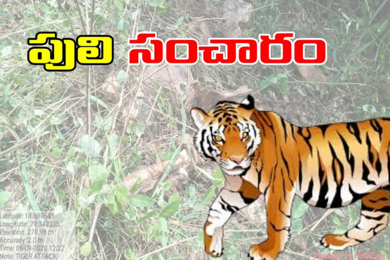 cow died in tiger attack at mancherial district