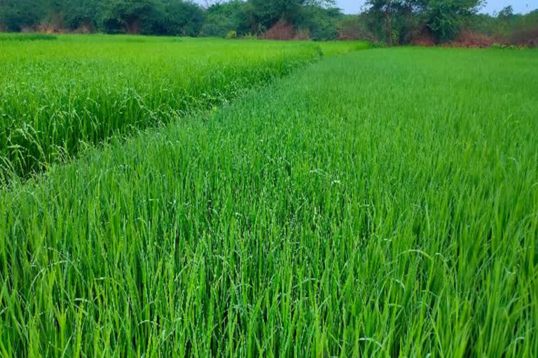 రాయచోటిలో వర్షం...రైతుల్లో హర్షం