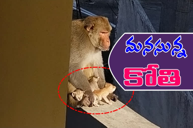 monkey that caressed kitten with humanity