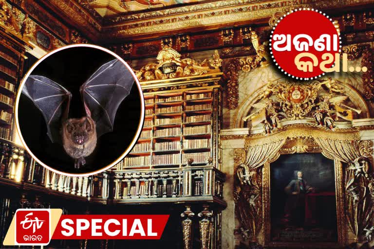 Bats Save Ancient Books in Portugal, unknown facts about the Portugal, Bats in library, coimbra portugal university, Library of coimbra portugal university, ପର୍ତ୍ତୁଗାଲର ଅଜବ ପାଠାଗାର, ବହି ସହ ବାଦୁଡ଼ି ବସା, ଅଜଣା କଥା, ପର୍ତ୍ତୁଗାଲ ବିଷୟରେ ଅଜଣା କଥା, unknown facts