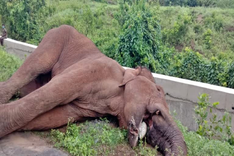 A wild elephant died in Attapadi