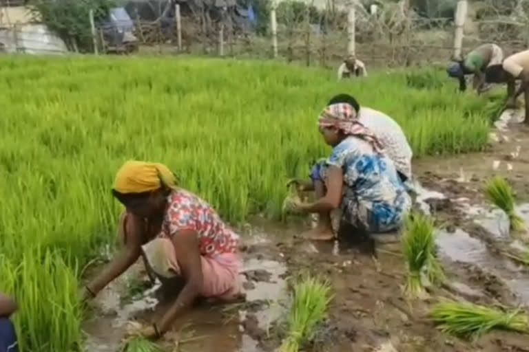 paddy-crop