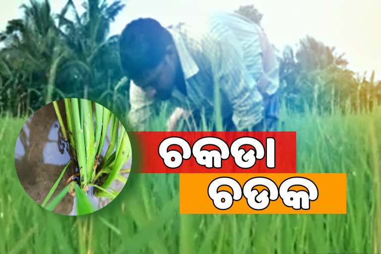 ଦାଉ ସାଝୁଛି ଚକଡା, ଚିନ୍ତାରେ ଚାଷୀକୂଳ