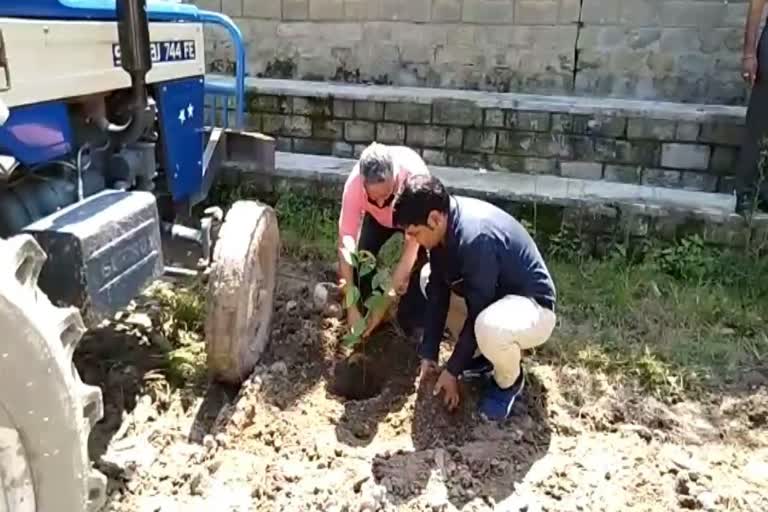 Old Students Association did plantation in Mandi