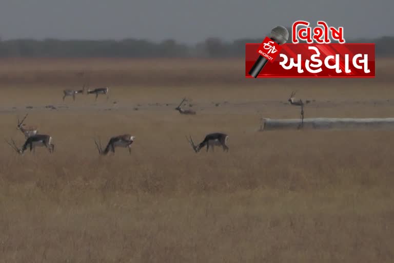 black buck trapped in Bhal